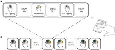 Finger-specific effects of age on tapping speed and motor fatigability